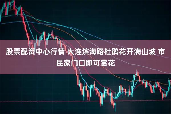 股票配资中心行情 大连滨海路杜鹃花开满山坡 市民家门口即可赏花